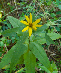 Helianthus divaricatus