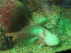Ambystoma mexicanum