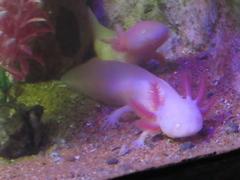 Ambystoma mexicanum