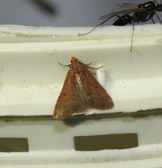 Bostra obsoletalis