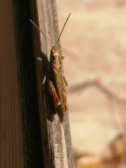 Chorthippus biguttulus