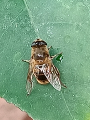 Eristalis tenax