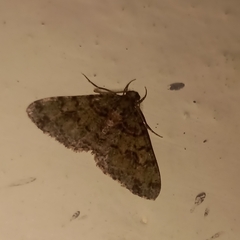 Myrioblephara duplexa