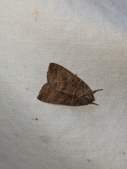 Ipimorpha pleonectusa