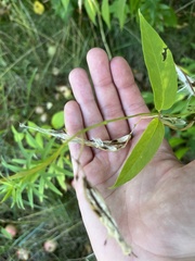Vincetoxicum rossicum