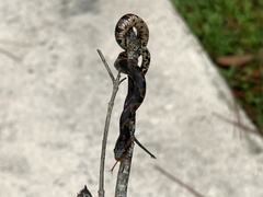 Nerodia fasciata