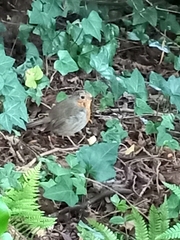 Erithacus rubecula