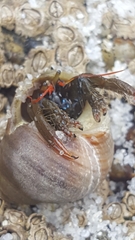 Clibanarius erythropus