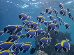 Acanthurus leucosternon