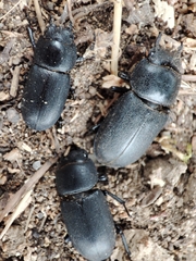 Dorcus parallelipipedus