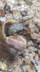 Clibanarius erythropus