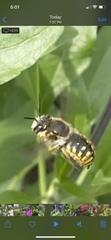 Anthidium manicatum