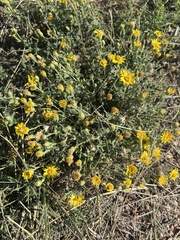 Heterotheca hirsutissima