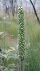 Xanthorrhoea fulva