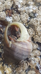 Clibanarius erythropus