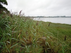 Phragmites australis