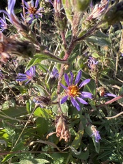 Eurybia