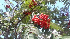 Sorbus aucuparia