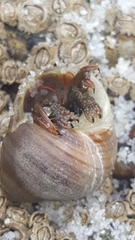 Clibanarius erythropus