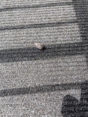 Megatibicen resonans