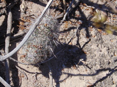 Neolloydia conoidea