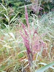 Phragmites australis