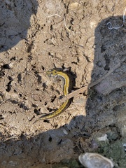 Ambystoma macrodactylum