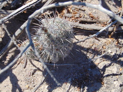 Neolloydia conoidea