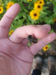 Mamestra brassicae