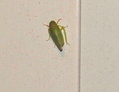 Gyponana octolineata