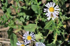 Symphyotrichum chilense