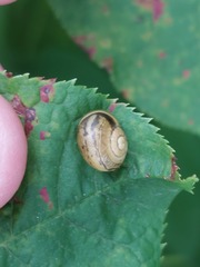 Cepaea hortensis