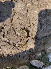 Ambystoma macrodactylum