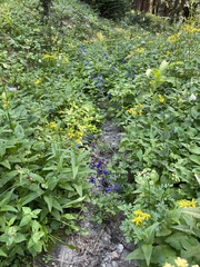 Delphinium menziesii