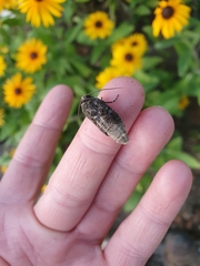 Mamestra brassicae