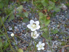 Parnassia palustris