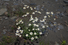 Tanacetum daghestanicum