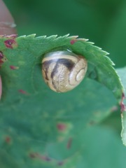 Cepaea hortensis