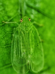 Tropiduchinae