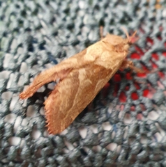 Triodia sylvina