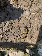 Ambystoma macrodactylum