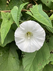 Calystegia