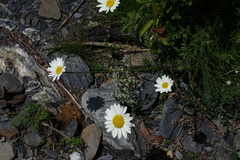 Tanacetum daghestanicum