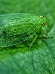 Tropiduchinae