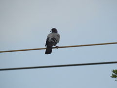 Columba livia domestica