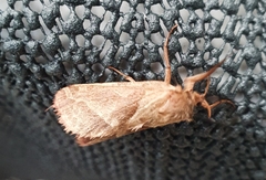 Triodia sylvina