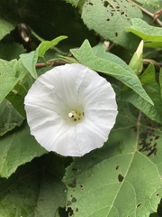 Calystegia