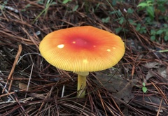 Amanita
