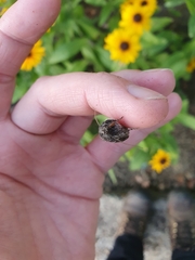 Mamestra brassicae
