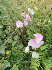Lathyrus latifolius